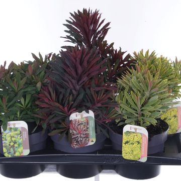 Euphorbia MIX