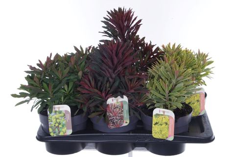Euphorbia MIX