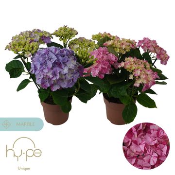 Hydrangea macrophylla MIX