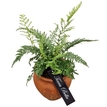 Polystichum polyblepharum