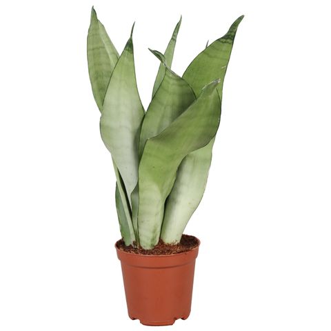 Sansevieria trifasciata 'Moonshine'