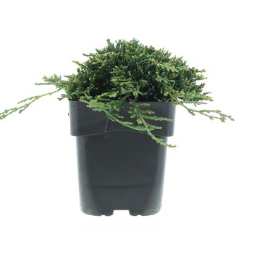 Juniperus horizontalis 'Wiltonii'