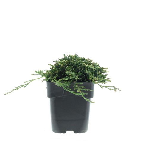 Juniperus horizontalis 'Wiltonii'