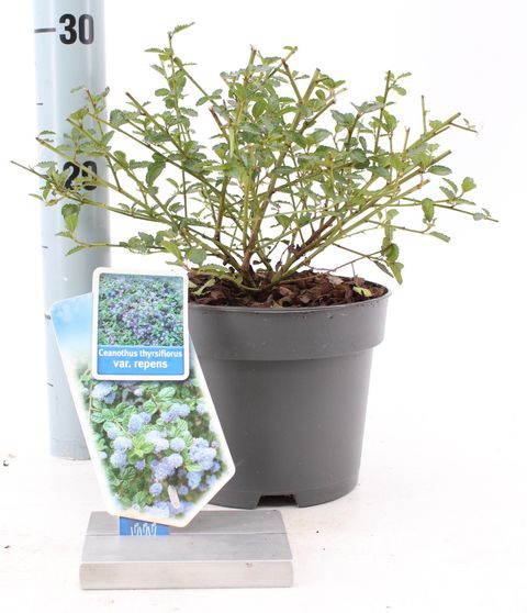 Ceanothus thyrsiflorus repens