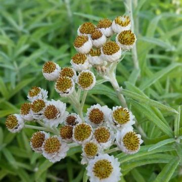 Anaphalis margaritacea