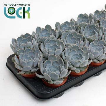 Echeveria minima