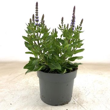 Salvia nemorosa 'Rianne'