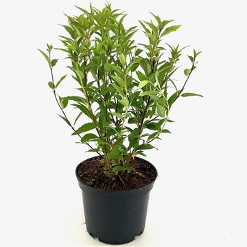 Deutzia gracilis