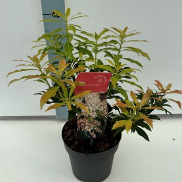 Pieris 'Forest Flame'