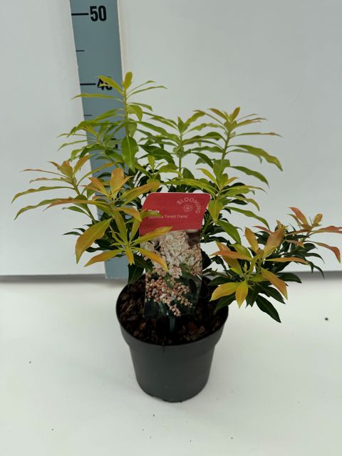 Pieris 'Forest Flame'