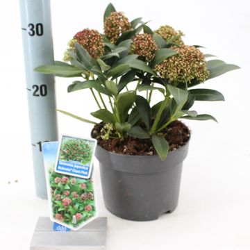 Skimmia japonica RUBESTA PINK GIANT