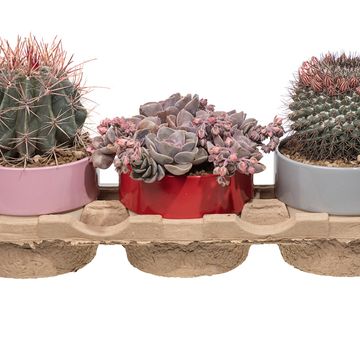 Järjestelyt Cactus / Succulent