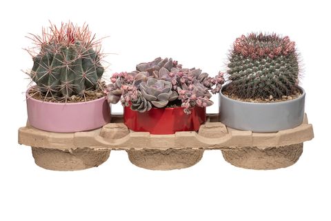 Composizione Cactus / Succulent