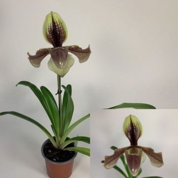 Paphiopedilum villosum 'Laichanense'