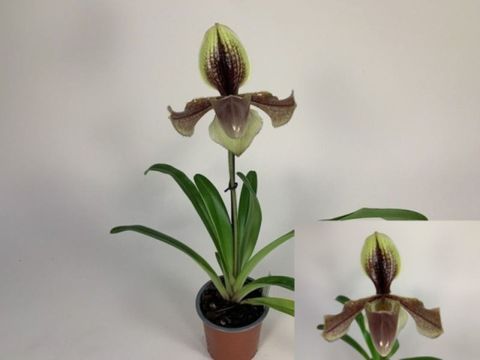 Paphiopedilum villosum 'Laichanense'