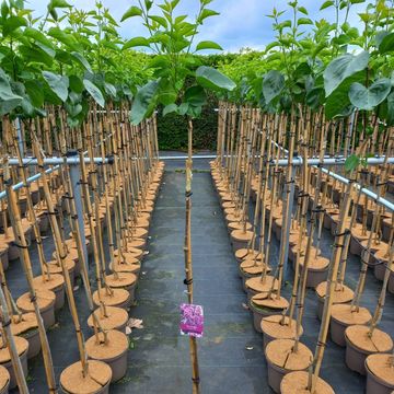Syringa vulgaris 'Sensation'