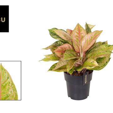 Aglaonema 'Pastella'