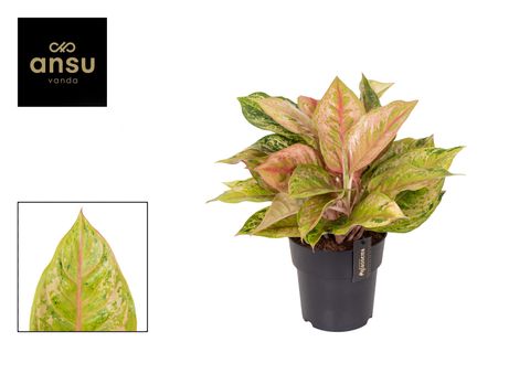 Aglaonema 'Pastella'