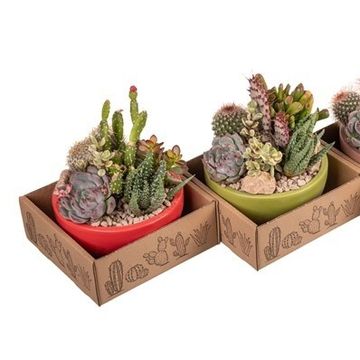 Arranjo Cactus / Succulent