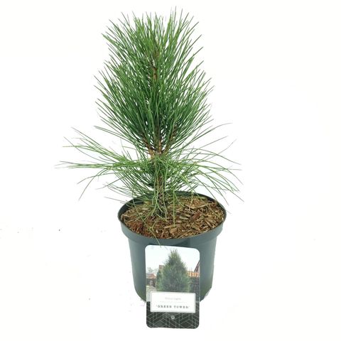 Pinus nigra 'Green Tower' — Plant Wholesale FlorAccess