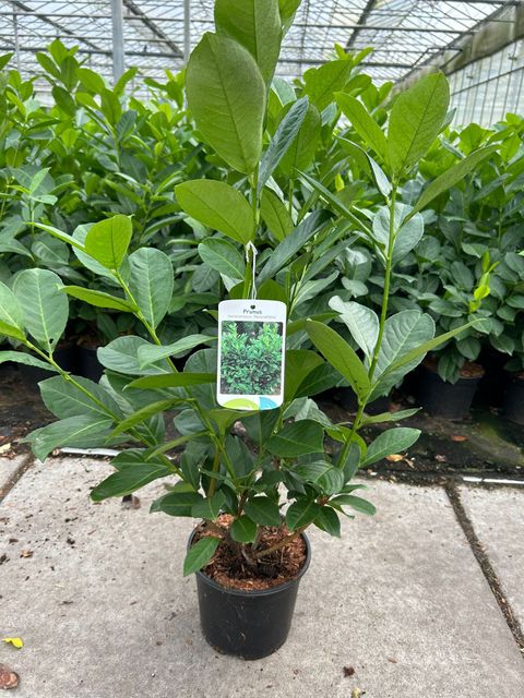 Prunus laurocerasus 'Ротундифолиа'