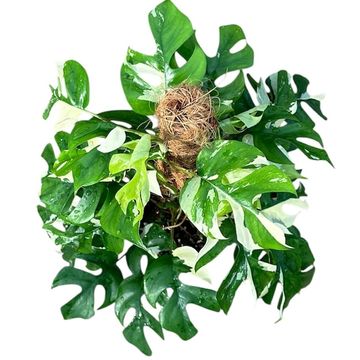 Rhaphidophora tetrasperma 'Variegata'