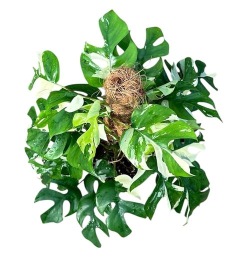 Rhaphidophora tetrasperma 'Variegata'