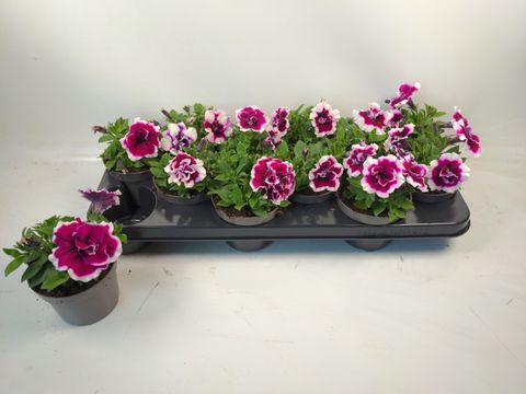 Petunia SWEET SUNSHINE MAGENTA