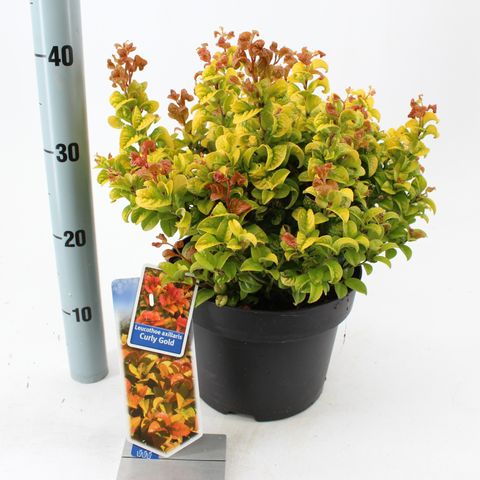 Leucothoe axillaris CURLY GOLD