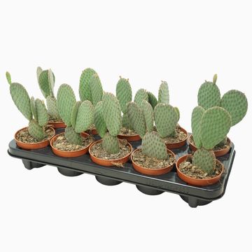 Opuntia microdasys