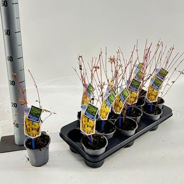 Acer palmatum 'Sangokaku'