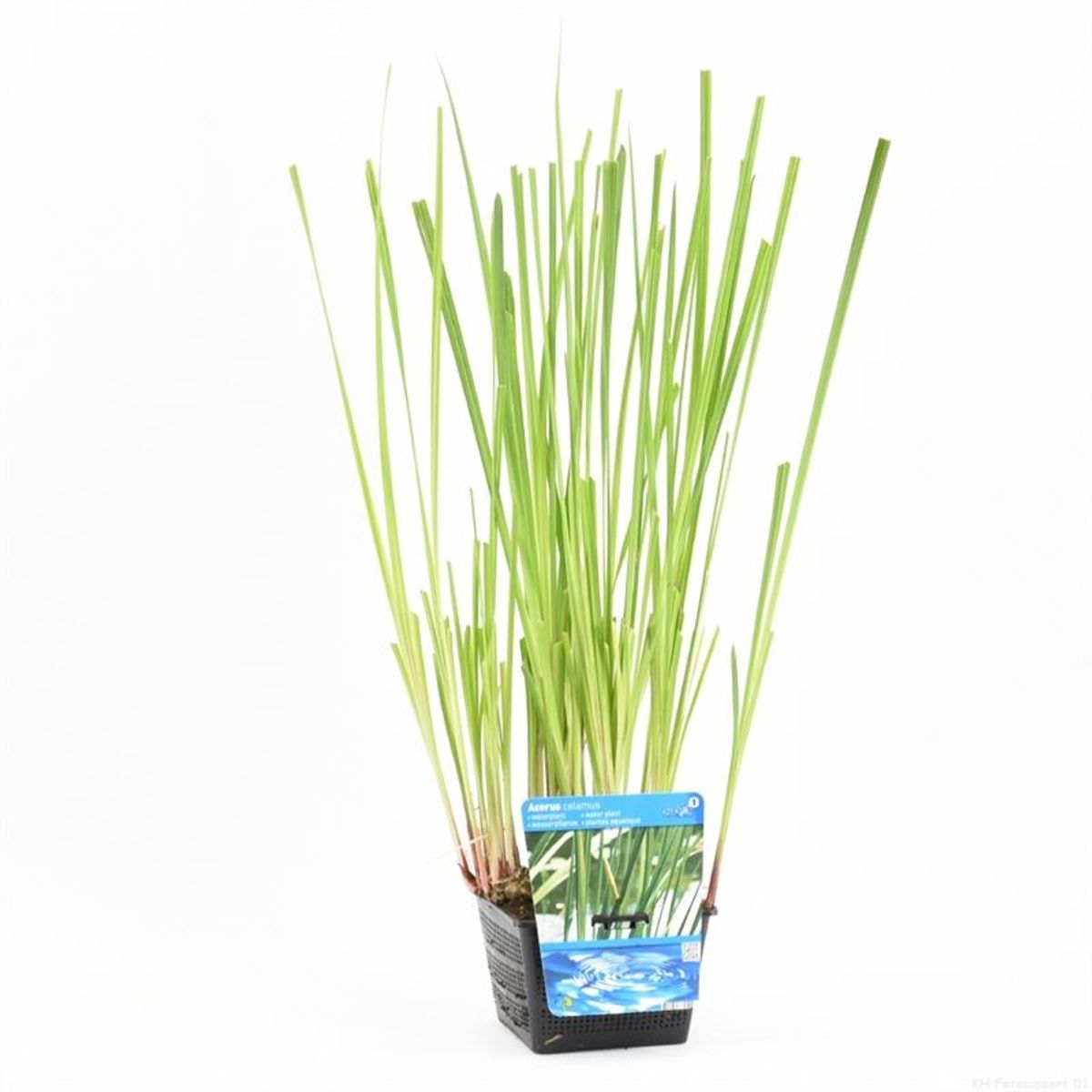 Acorus calamus — Plant Wholesale FlorAccess