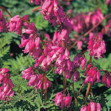 Dicentra formosa 'Luxuriant'