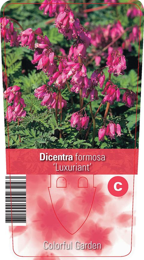 Dicentra formosa 'Luxuriant'