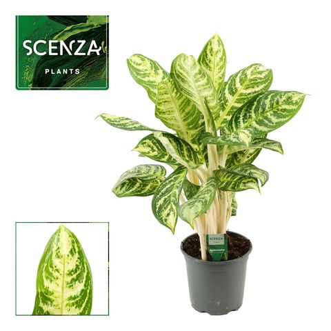 Aglaonema 'Zebra'