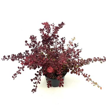 Berberis thunbergii 'Rose Glow'