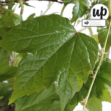 Parthenocissus tricuspidata 'Green Spring'