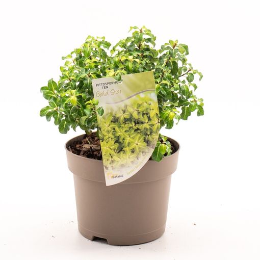 Pittosporum tenuifolium 'Irish Luck' — Plant Wholesale FlorAccess