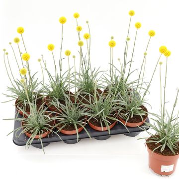 Craspedia globosa 'Golf Beauty'