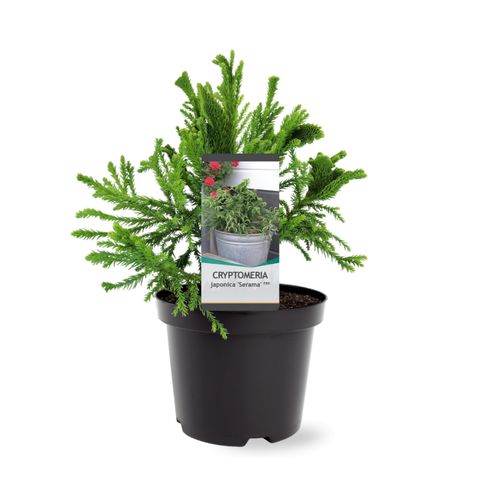 Cryptomeria japonica SERAMA