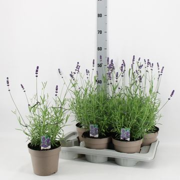 Lavandula angustifolia 'Hidcote'