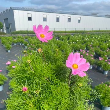 Cosmos bipinnatus SONATA MIX
