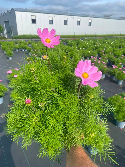 Cosmos bipinnatus SONATA MIX