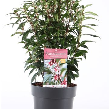Sarcococca hookeriana WINTER GEM