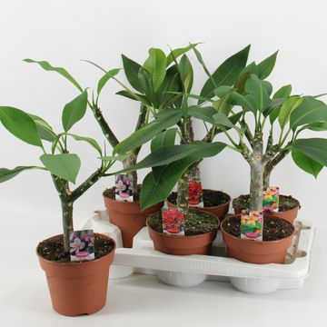 Plumeria MIX