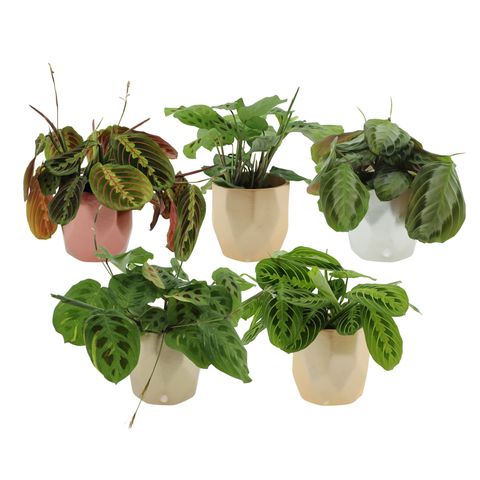 Maranta leuconeura MIX