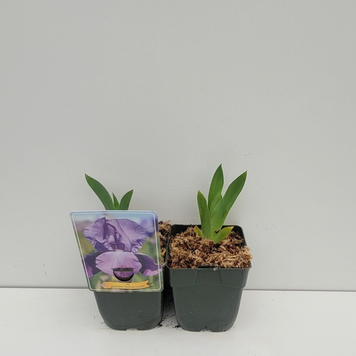 Iris 'Perfume Counter' — Plant Wholesale FlorAccess