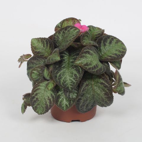 Episcia 'Pink Panther'