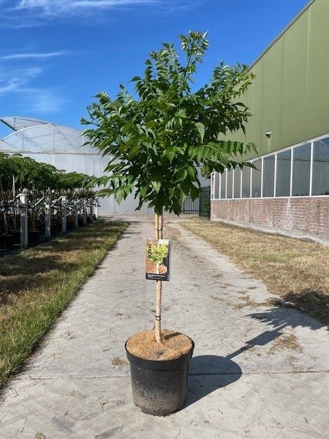 Campsis x tagliabuana INDIAN SUMMER