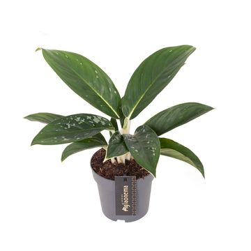 Aglaonema 'Silver Freckles'